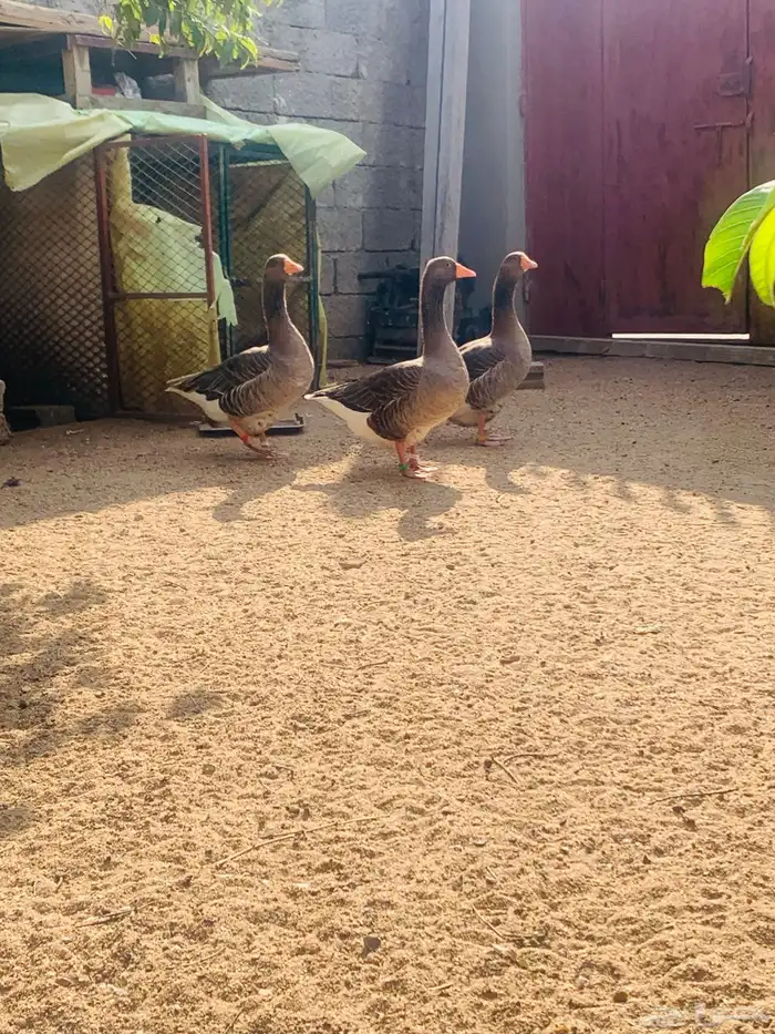 ذكر وانثاتين وز بلدي 0
