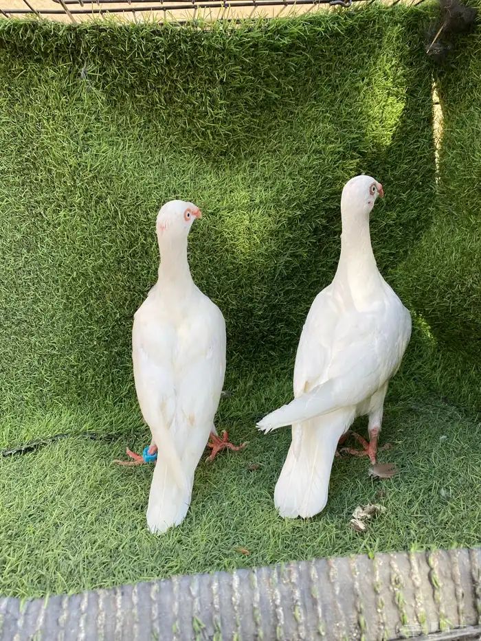 حمام دنش 2