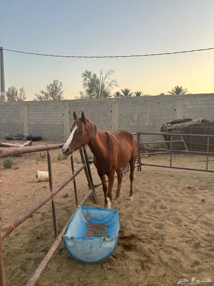 خيل 4