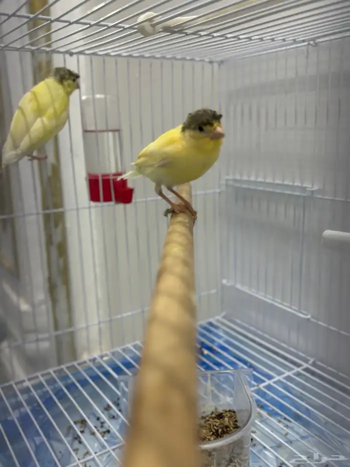 عصافير كناري كرست 4