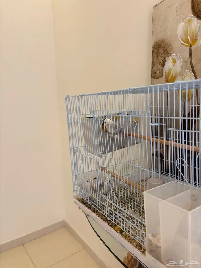 زوج روز منتج شرط 1
