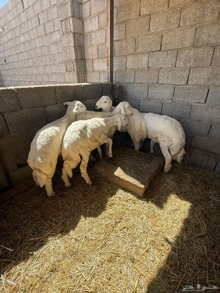 طليان حريات 0