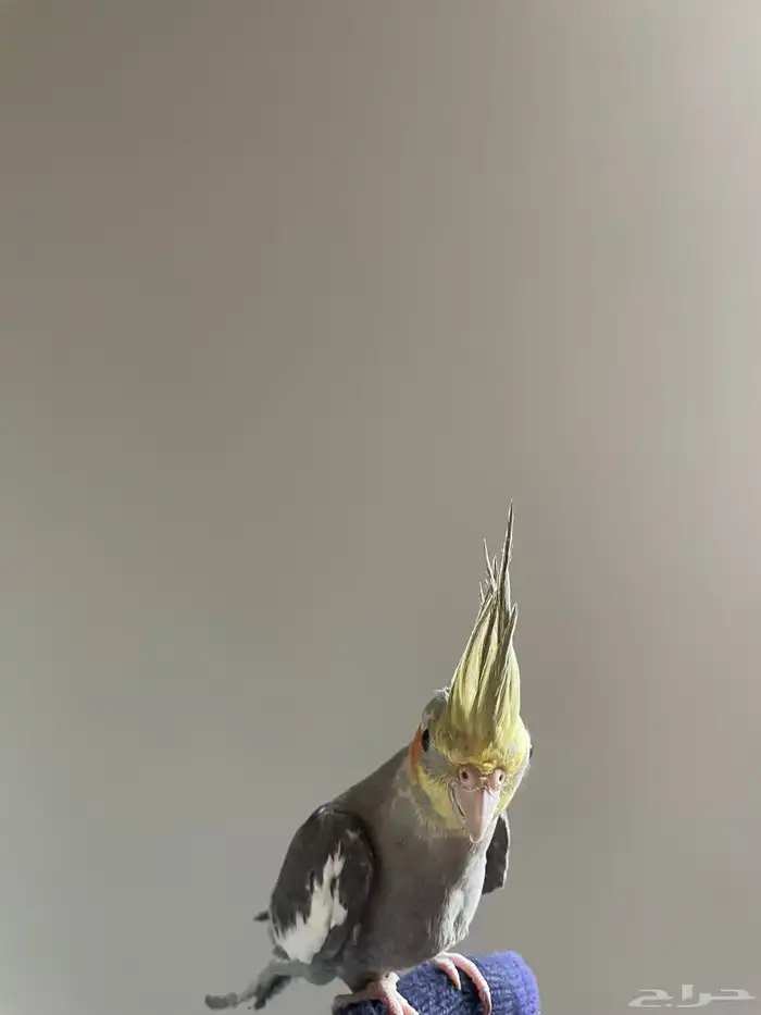 طير الكروان 2
