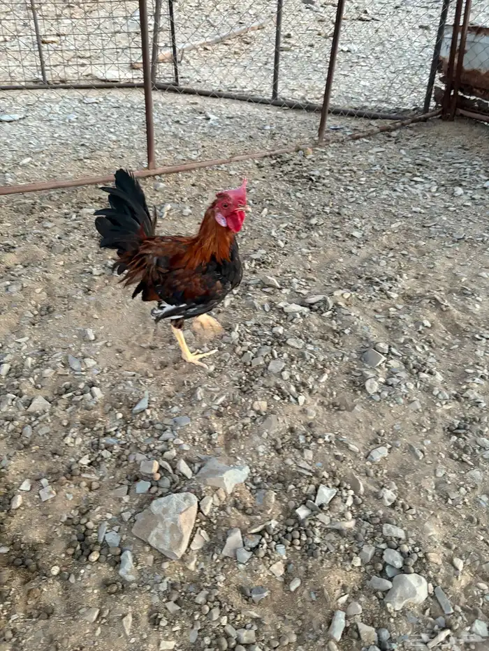 السلام عليك 2