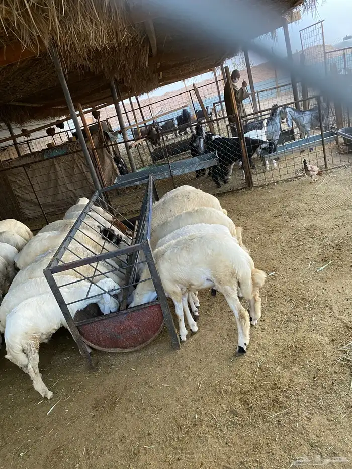 ذبايح نظيفه شرط 2