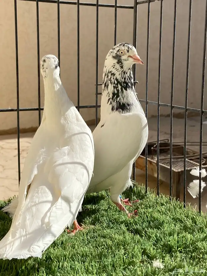 جوز جونسرا مستوى TOP 3