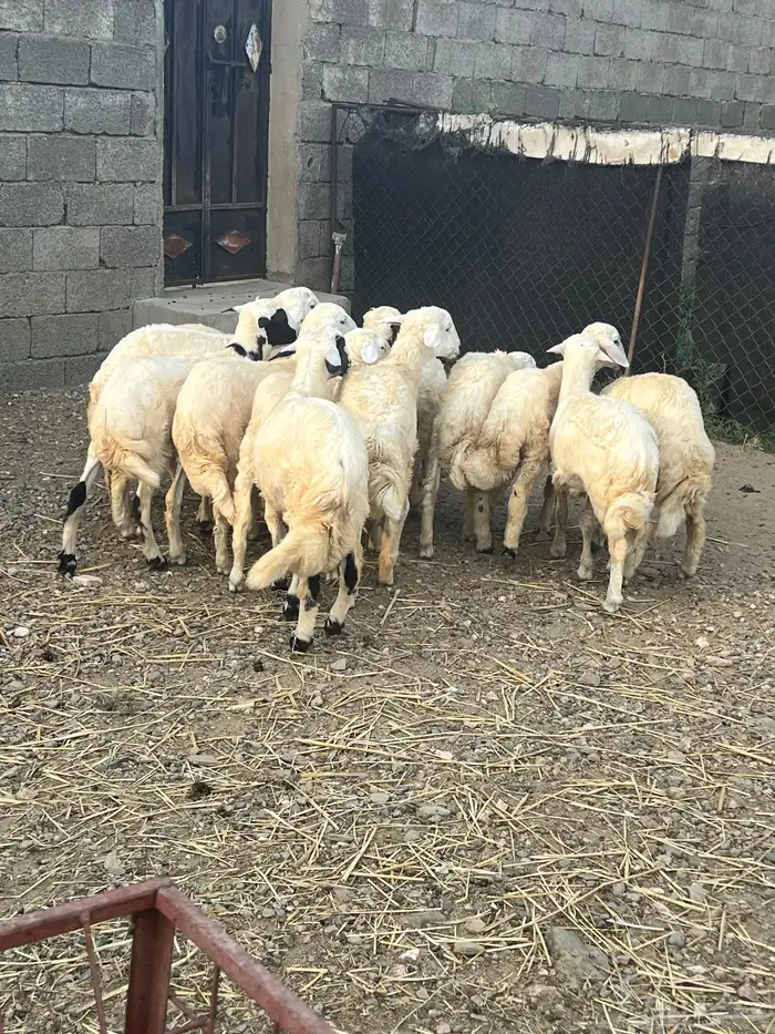 خرفان ذبايح للبيع 2