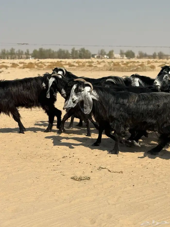 معزا عوارض 2
