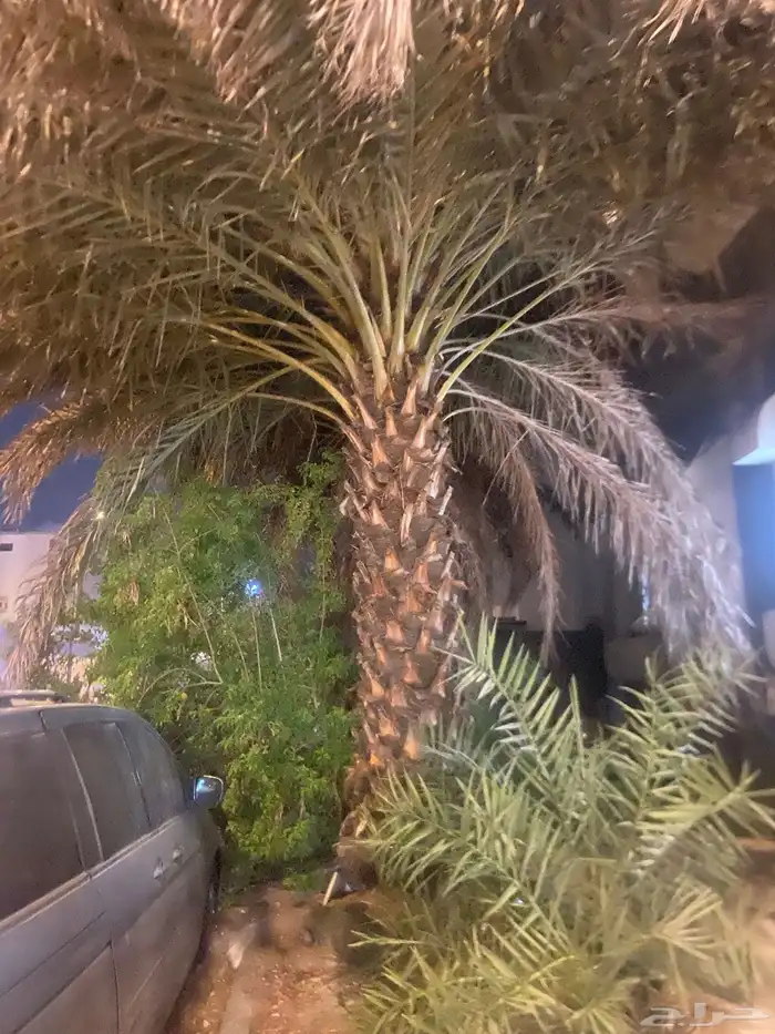 نخل للبيع 1