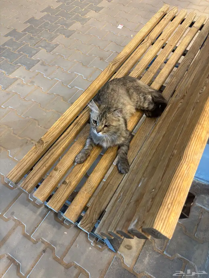قطوه ضايعه بالحفر 0