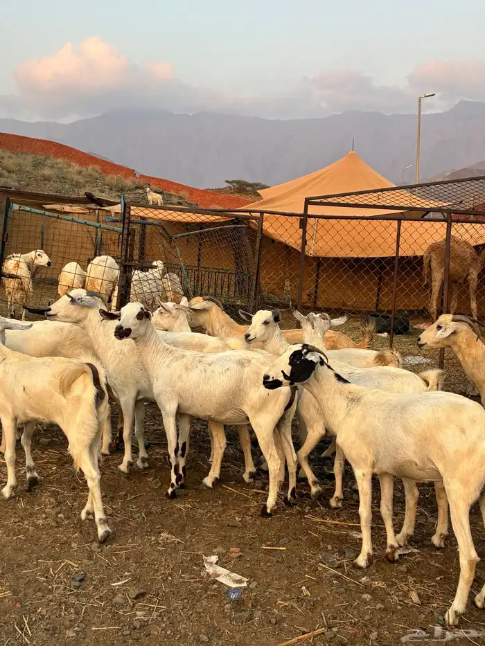 ماعز بيشيات 4