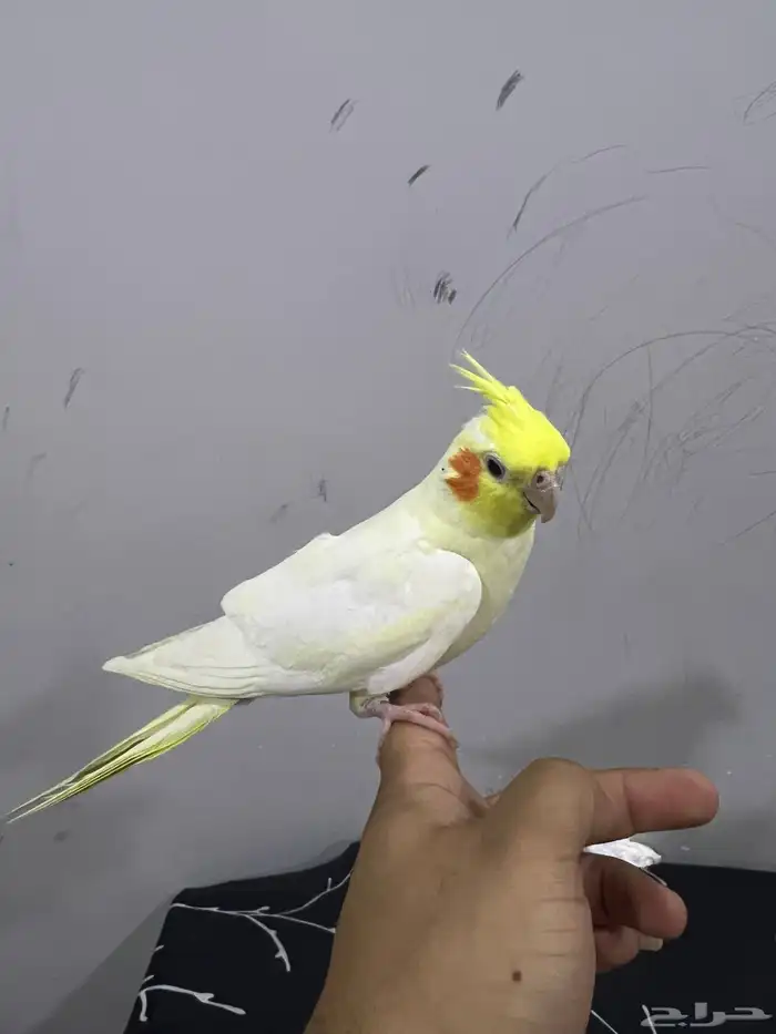 كروان اليف لاتينو 1