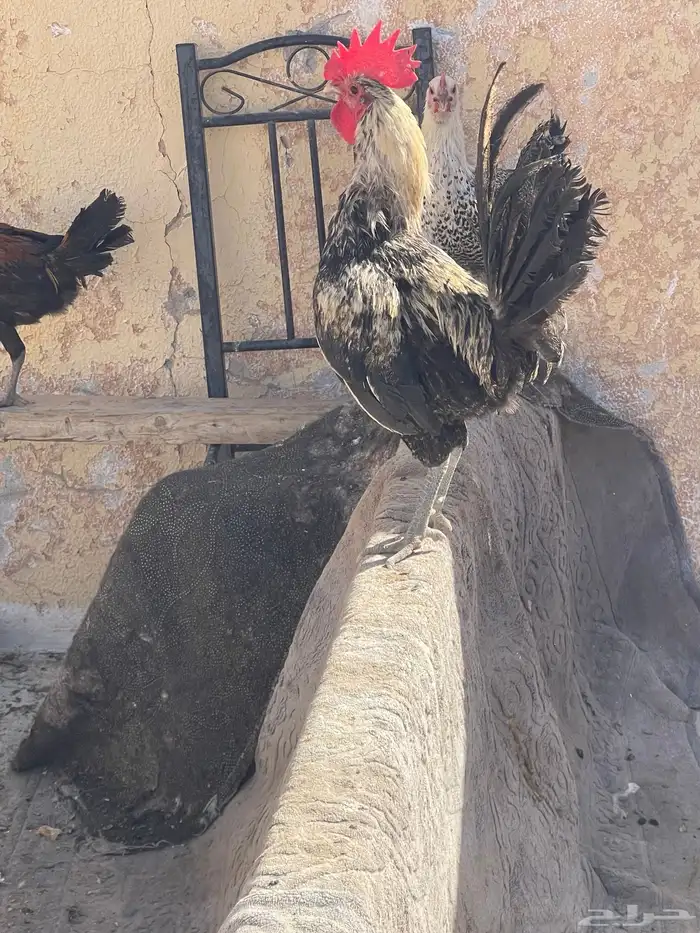 سمان. فري. للبيع منتج الصامل يجي  دجاج فيومي بياض 6