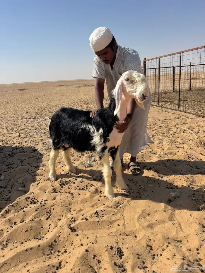 خروف مشروع فحل نجدي صنف تم البيع 0