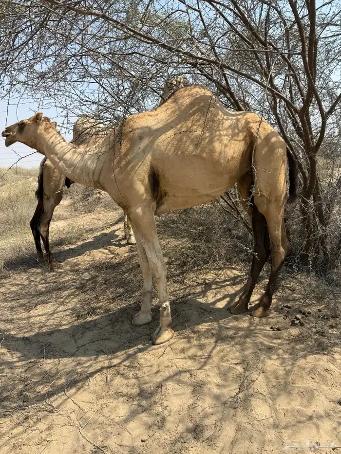 بكرة آرك عمرها ثلاث سنوات وأربع شهور تقريبا 0