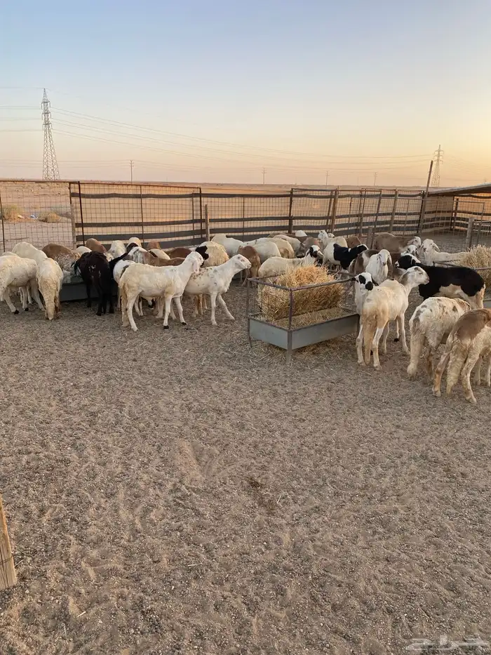سواكن مرابي جذعان 2