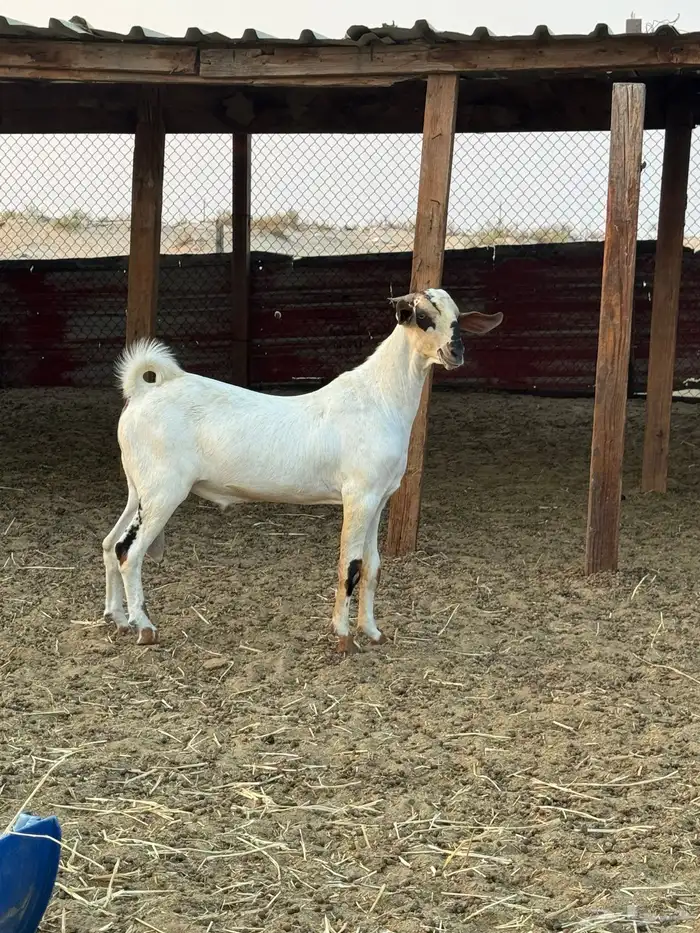 مشروع فحل بيشي للبيع في الدمام 0