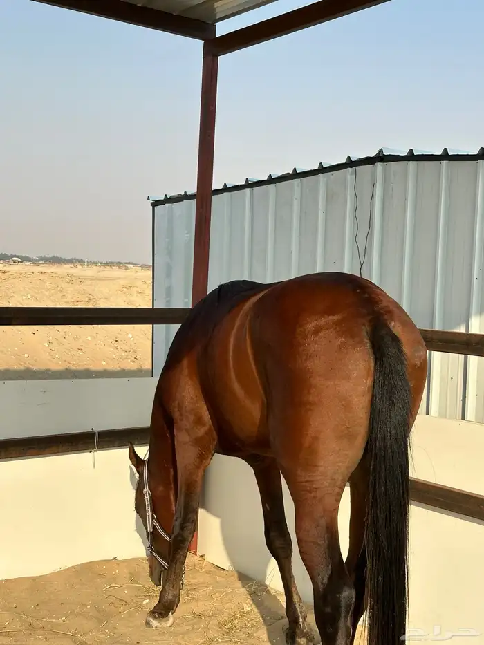 حصان شعبي 3
