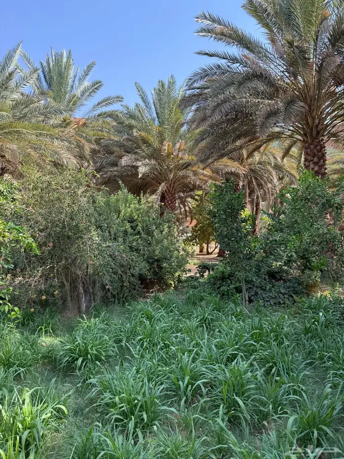 مخيم العلا 5