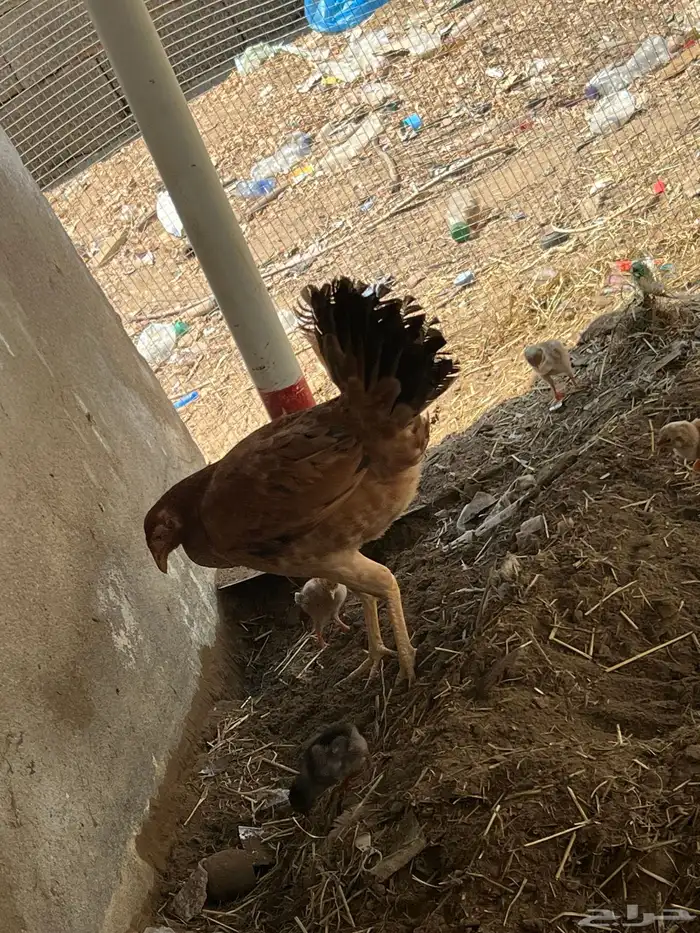 دجاج أوديك 2