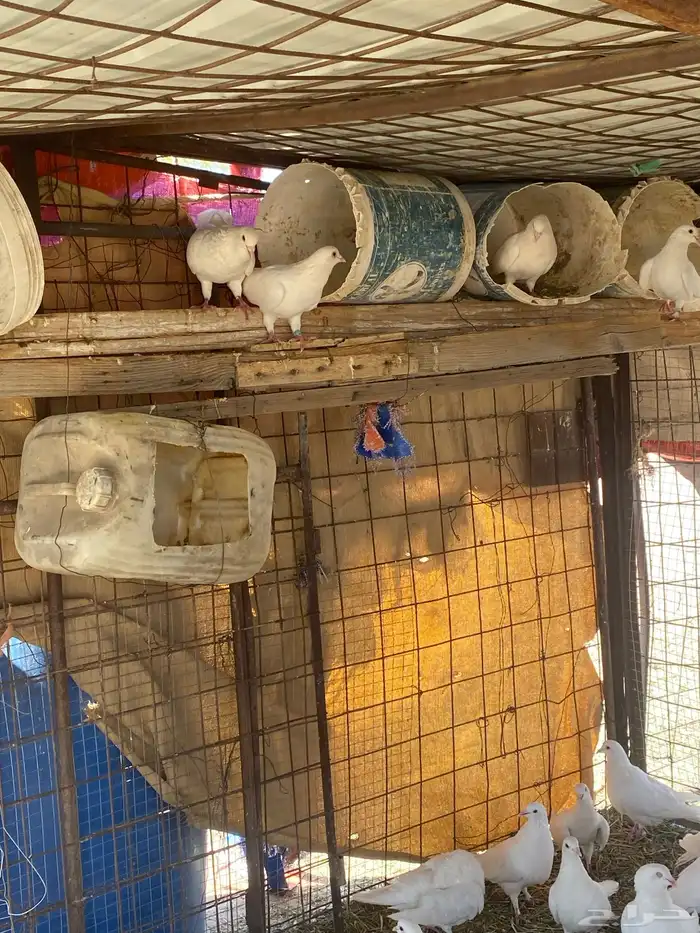 البيع حمام فرنسي ابيض 2