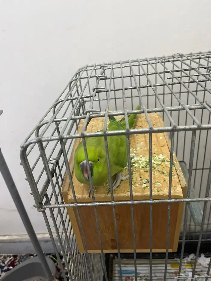للبيع بغبغاء در الهندي 0