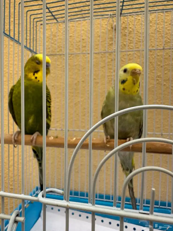 طيور باجي الزوج 0