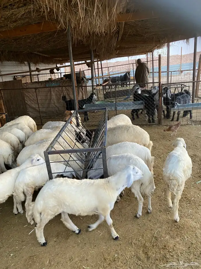 ذبايح نظيفه شرط 3