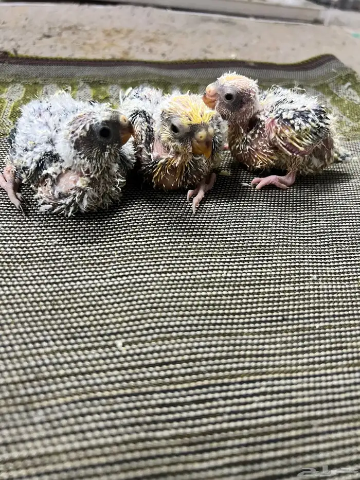 فروخ براكيت 3