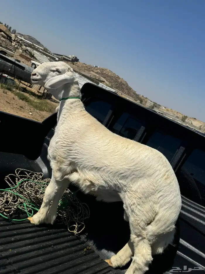 خروف جذع مشروع فحل للبيع 1