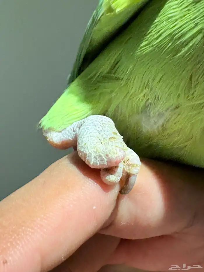 ببغاء درة أليف 3