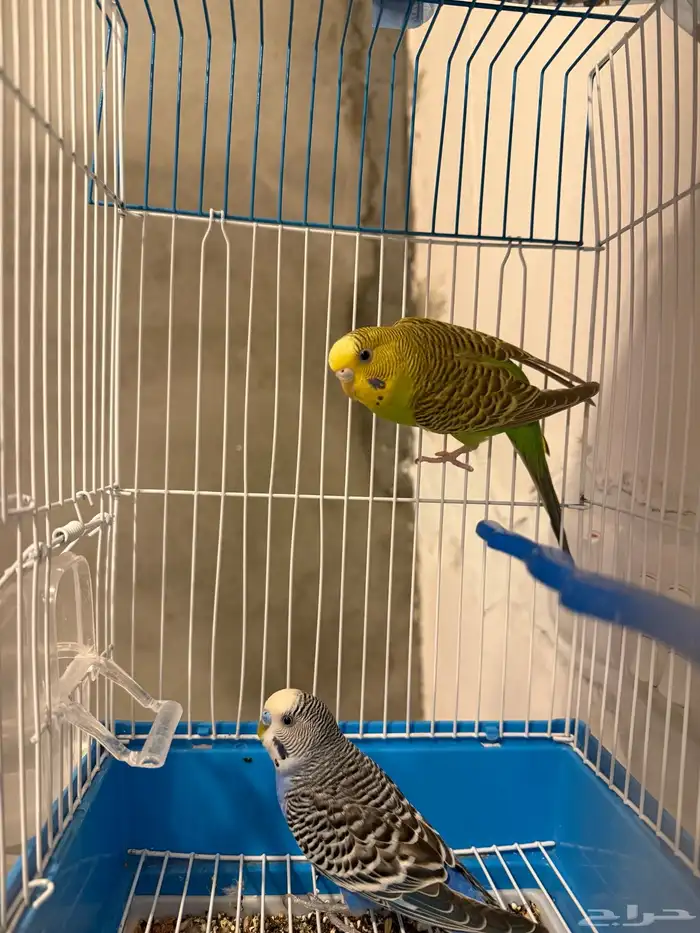 جوز طير حب بادجي 2