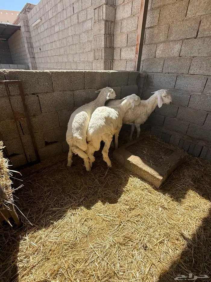 طليان حريات 4