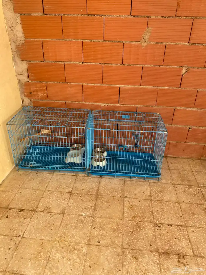 قفاص كلاب و بسس 3