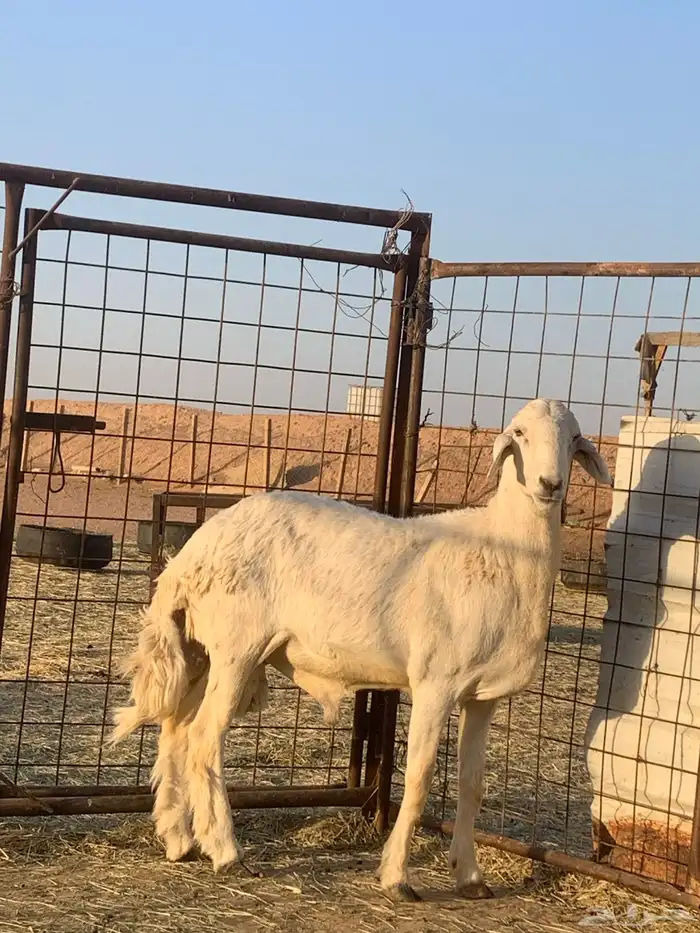 فحل حري صنف ثني مشروط 1