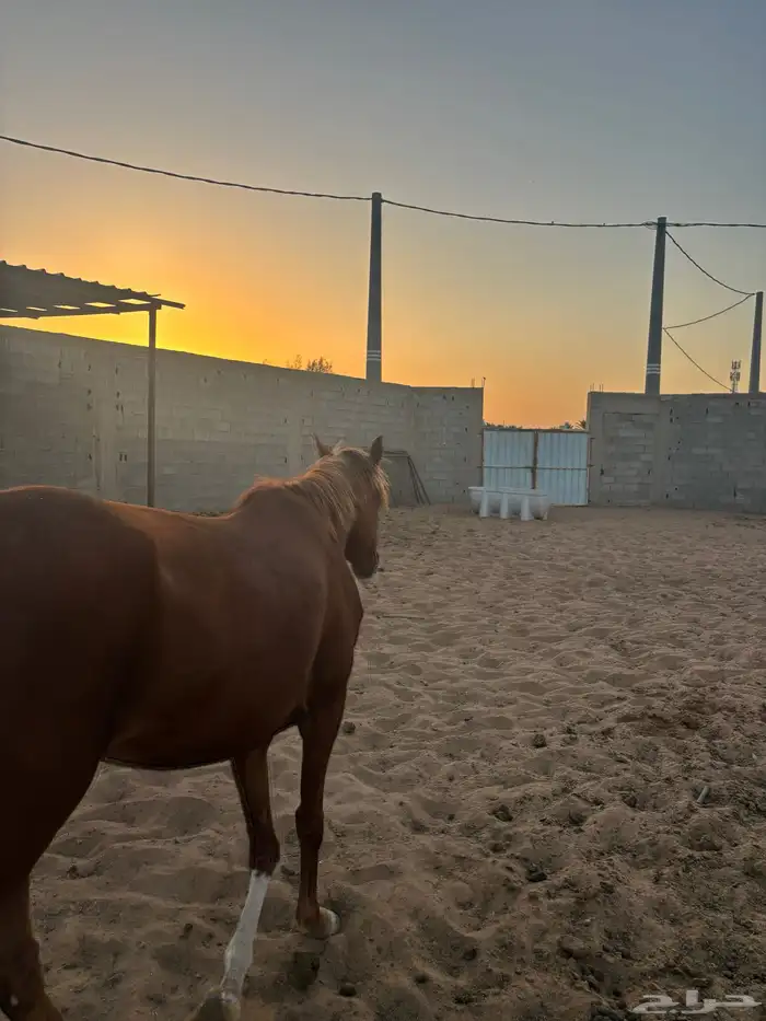 خيل 6