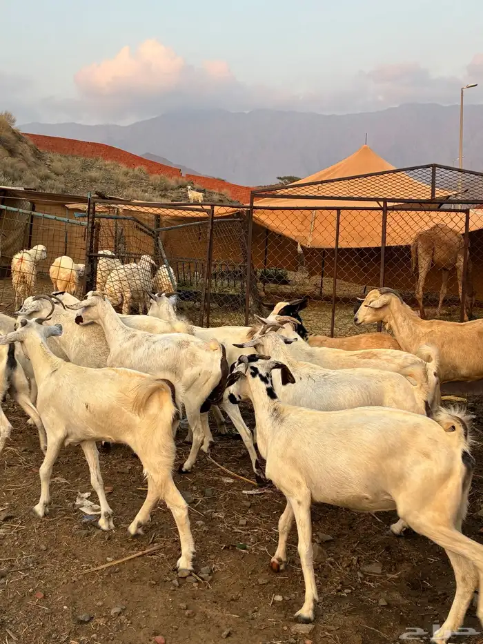 ماعز بيشيات 8