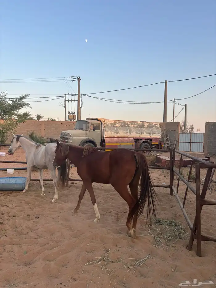 خيل 13