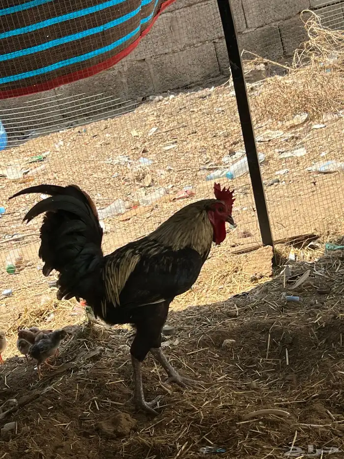 دجاج أوديك 10