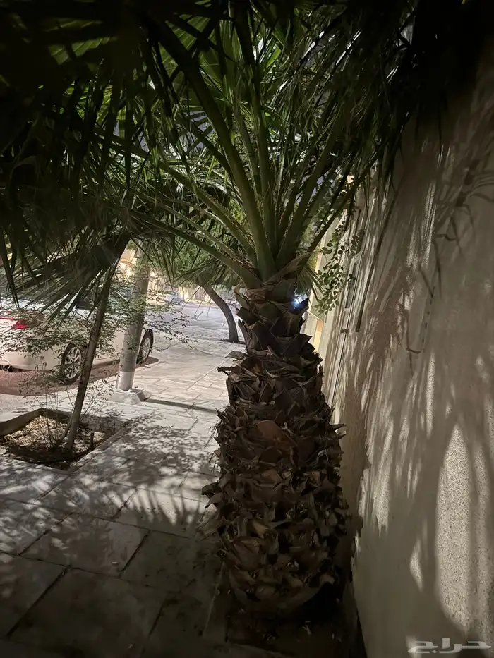 نخله واشنطني واشنطن الجبيل 1
