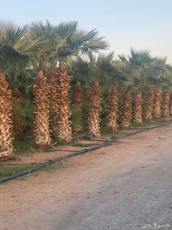 نخل واشنطني 2م 150 ريال 1.5 م 80 ريال 1م 30 ريال 2