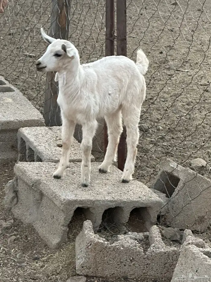 تيوس وعناق 7