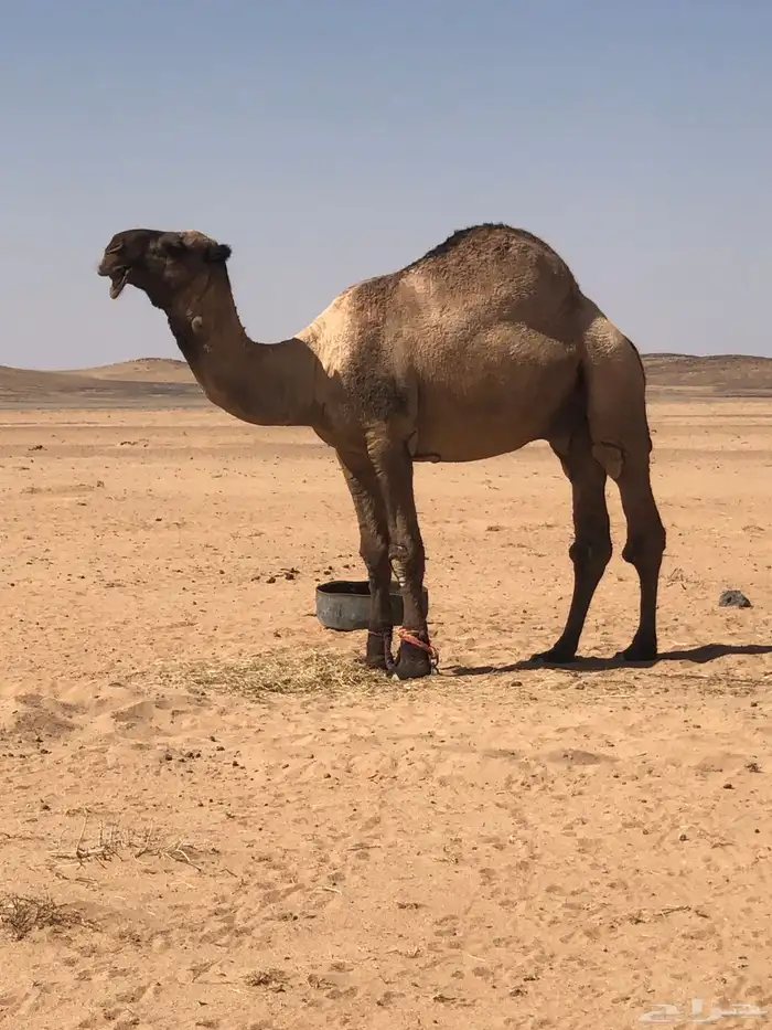 بعير اصفر سنه رباع ضراب وطبع 1