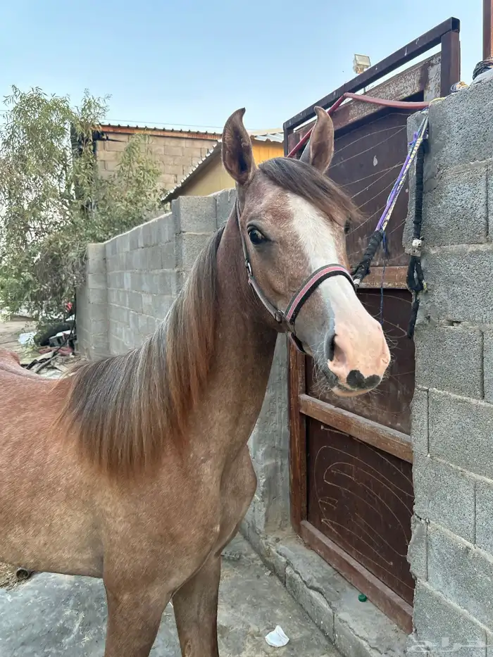 خيل للبيع 1