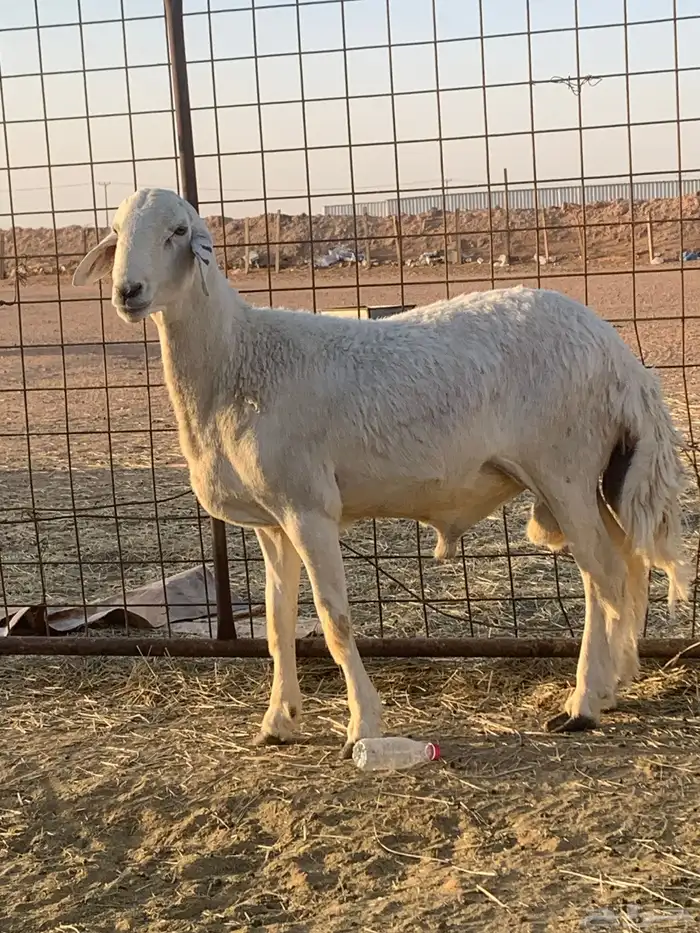 فحل حري صنف ثني مشروط 3
