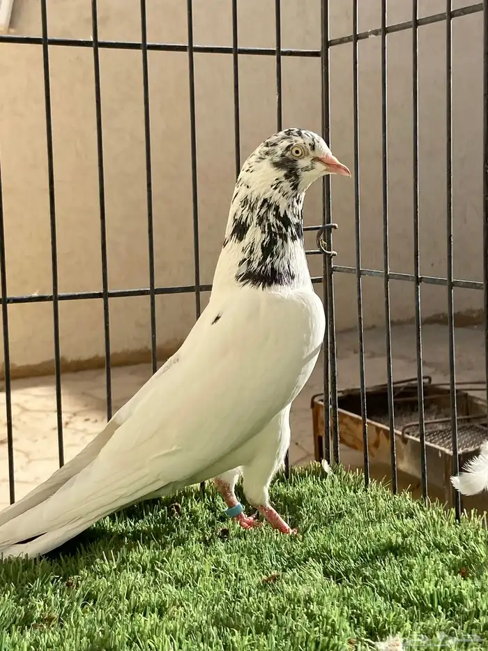 جوز جونسرا مستوى TOP 1