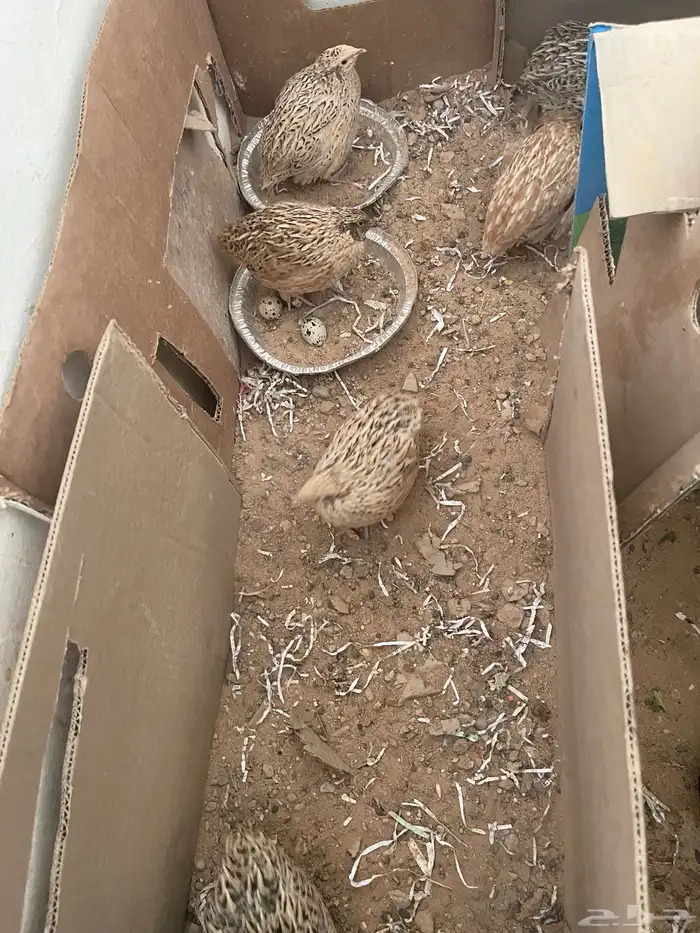 سمان. فري. للبيع منتج الصامل يجي  دجاج فيومي بياض 0