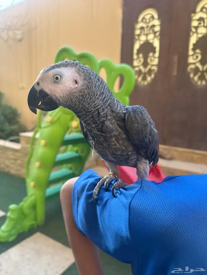 ببغاء افريقي كاسكو ذكي جدا  ويتكلم كلمات كثير ويصلي 1