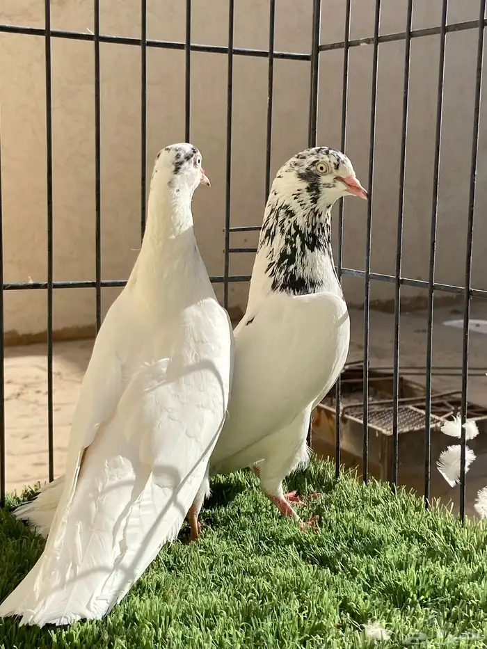 جوز جونسرا مستوى TOP 2