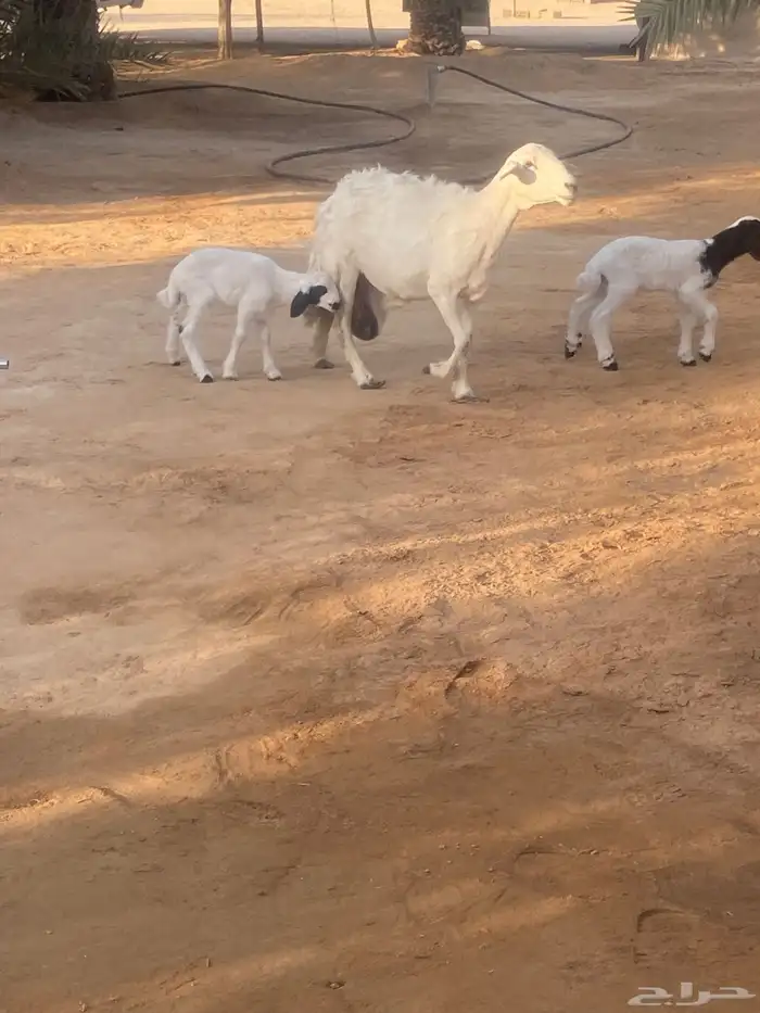حريه متبع 0